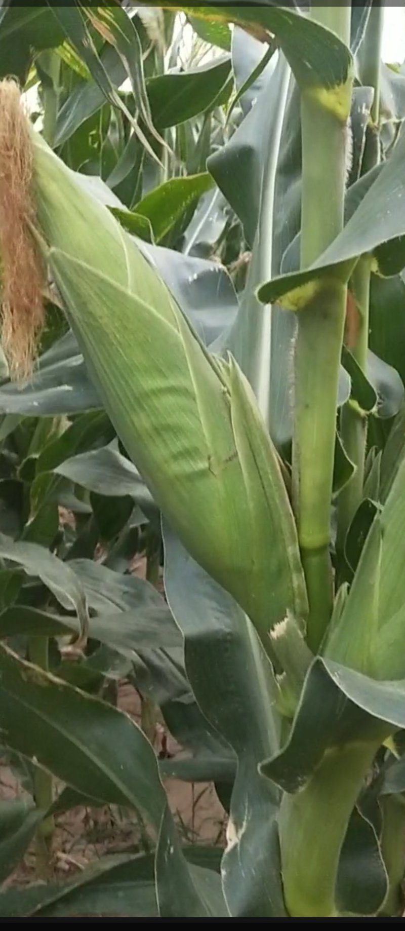 河北邯郸鲜食玉米种植基地，早糯玉米大量上市
