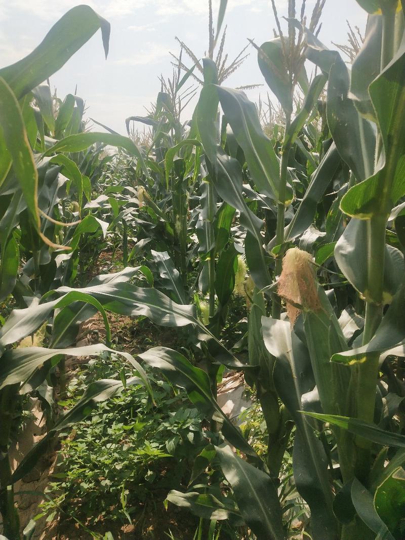 河北邯郸鲜食玉米种植基地，万糯两千玉米大量上市