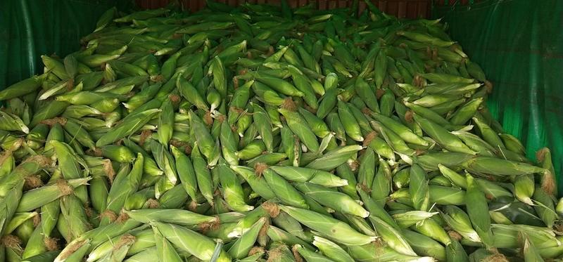 河北邯郸鲜食玉米种植基地，万糯两千玉米大量上市