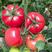 陕西普罗旺斯番茄西红柿一件代发，实力专业电商平台供应