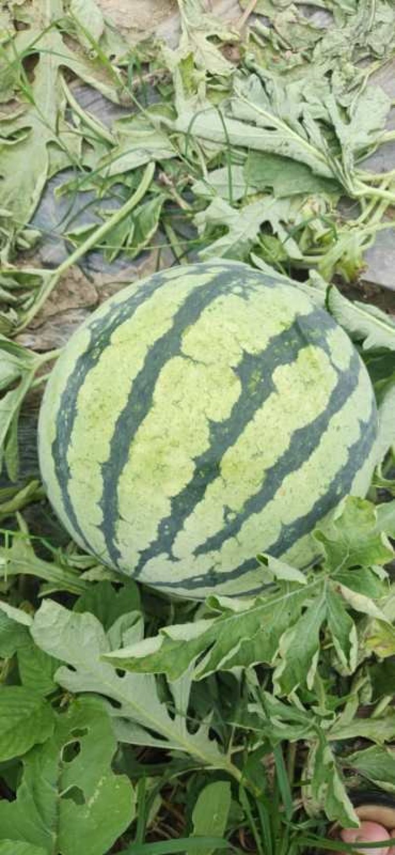 【精品西瓜】金源2号西瓜湖南西瓜大量上市西瓜低价批发