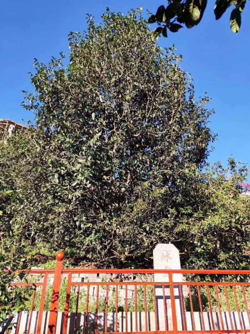 【普洱茶】云南普洱冰岛古树茶厂家直发保证品质