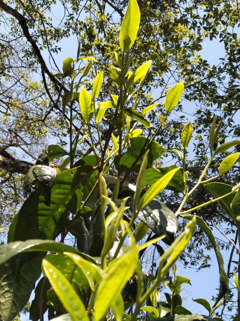 【普洱茶】云南普洱冰岛古树茶厂家直发保证品质