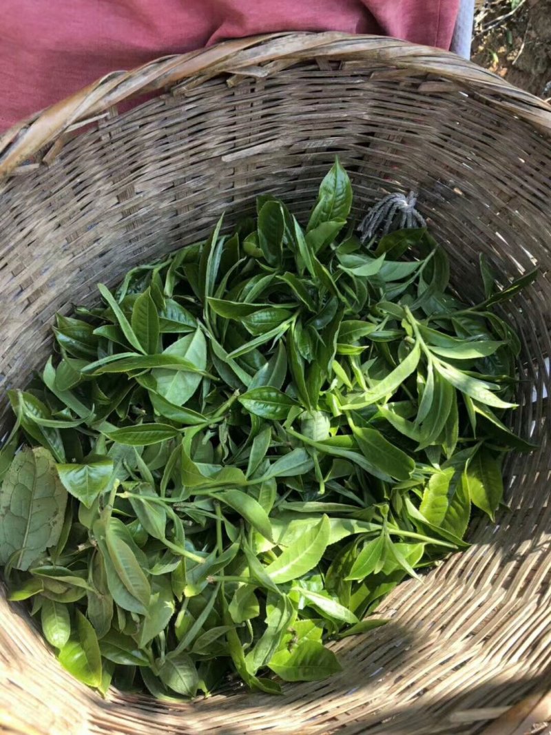 【普洱茶】云南普洱冰岛古树茶厂家直发保证品质