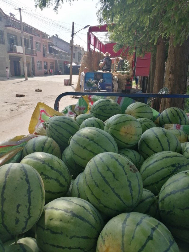 【精品西瓜】金源2号西瓜湖南西瓜大量上市西瓜低价批发