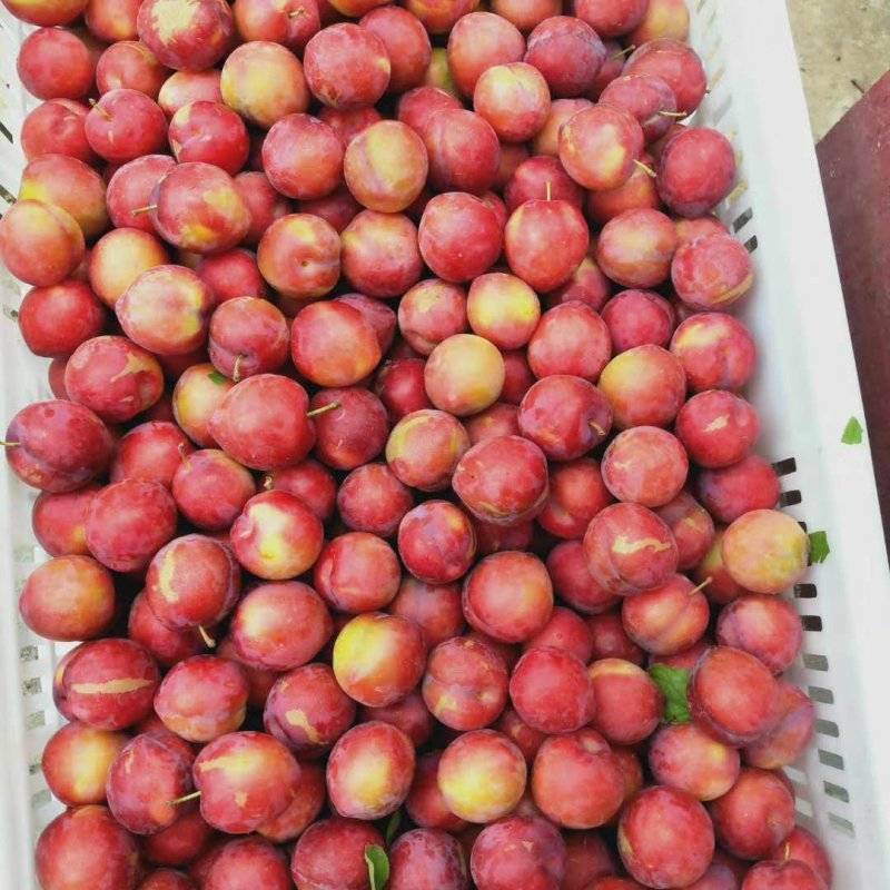 山东精品早生李子，纯甜无酸，软糯香甜，产地直供