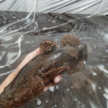 笋壳鱼