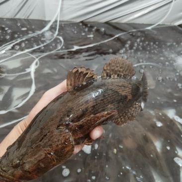 笋壳鱼