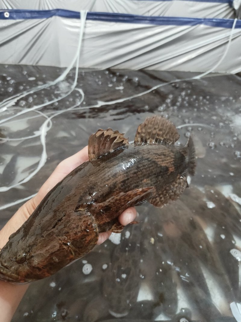 笋壳鱼