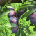 古蔺县高山脆红李，鲜果出售自家农场，欢迎采购