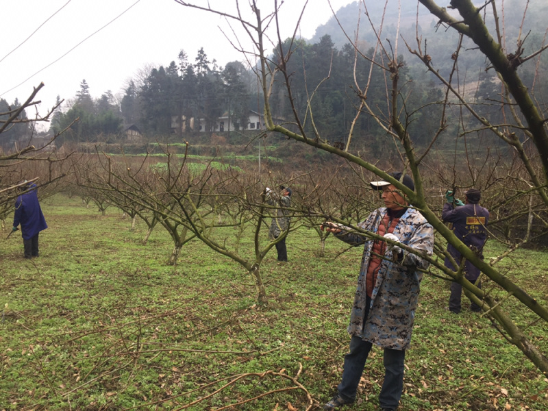 古蔺县高山脆红李，鲜果出售自家农场，欢迎采购