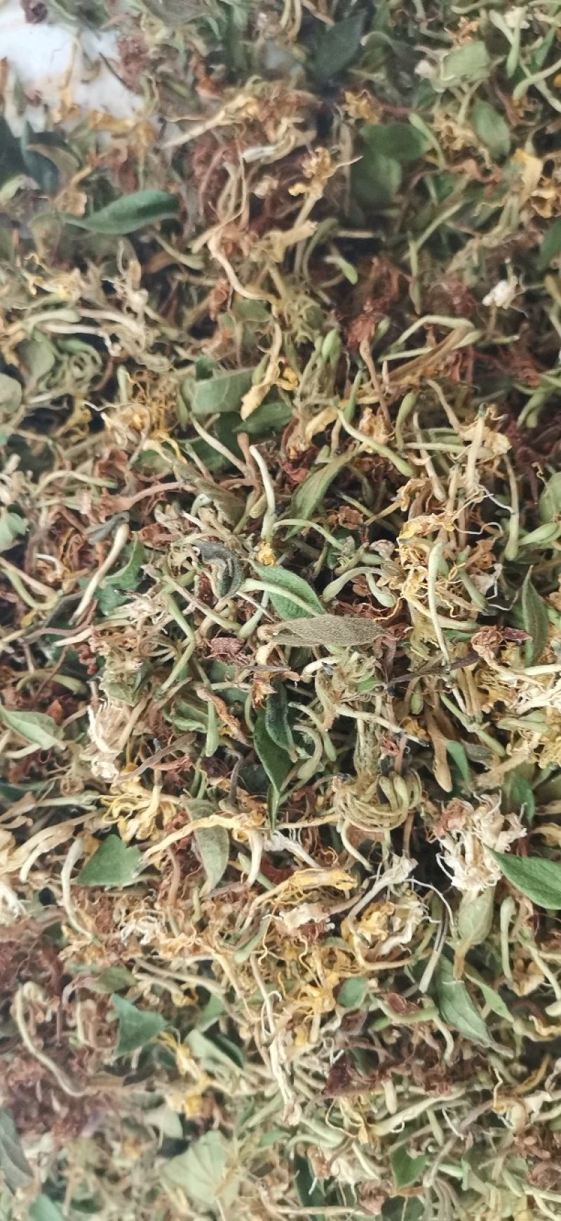 自然晒干无硫野生家种金银花