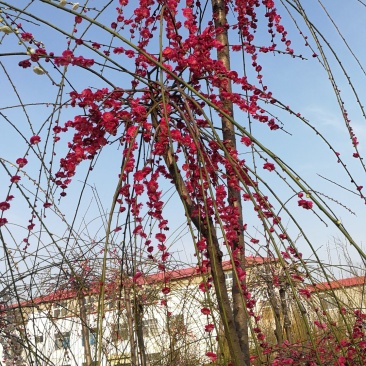 垂枝梅，别名垂枝骨里红梅。又称锦江垂枝梅，河南鄢陵货源，