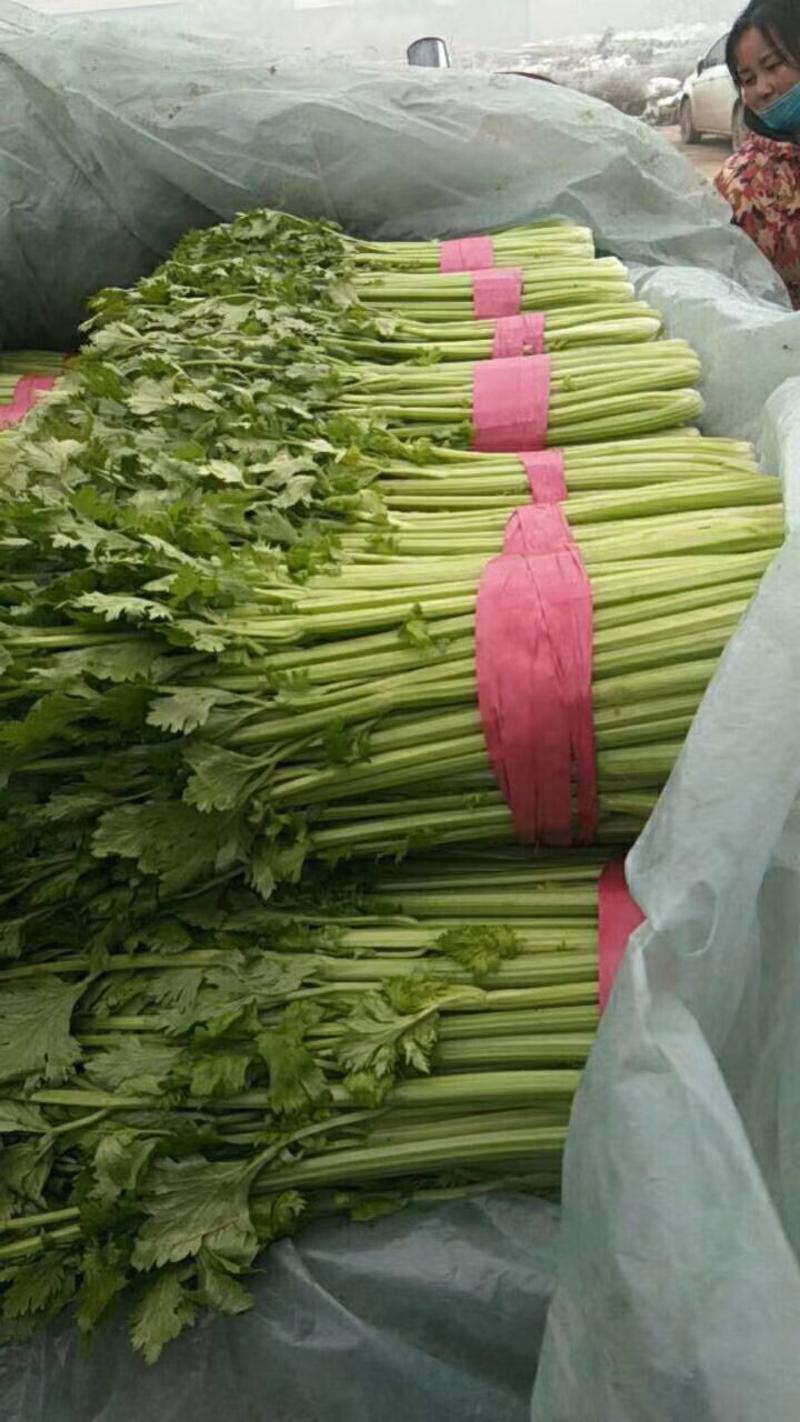 芹菜中的精品就在河北邯郸，物流配车，发往全国各地，