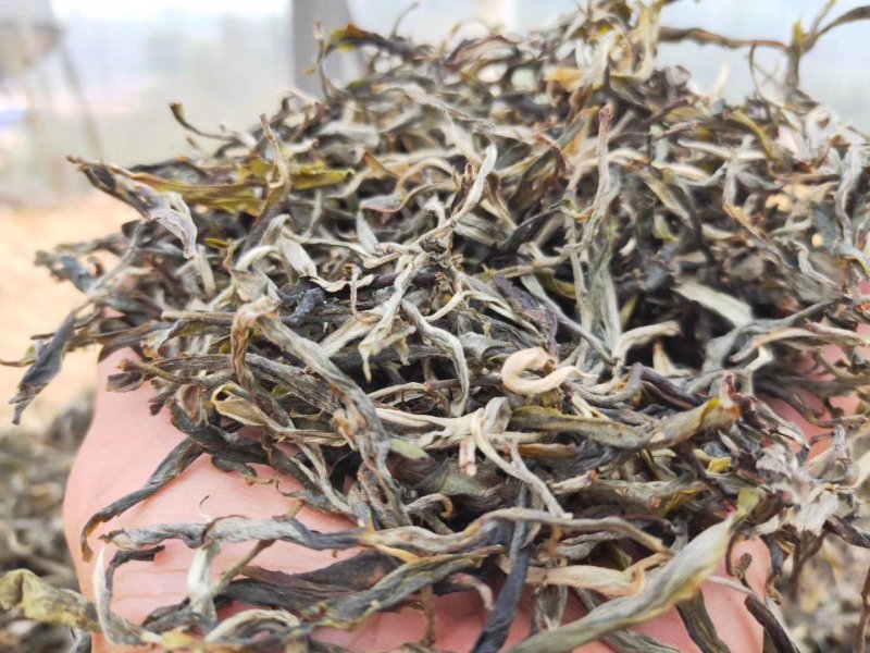 【优质】普洱茶正宗古树茶一手货源量大从优欢迎咨询