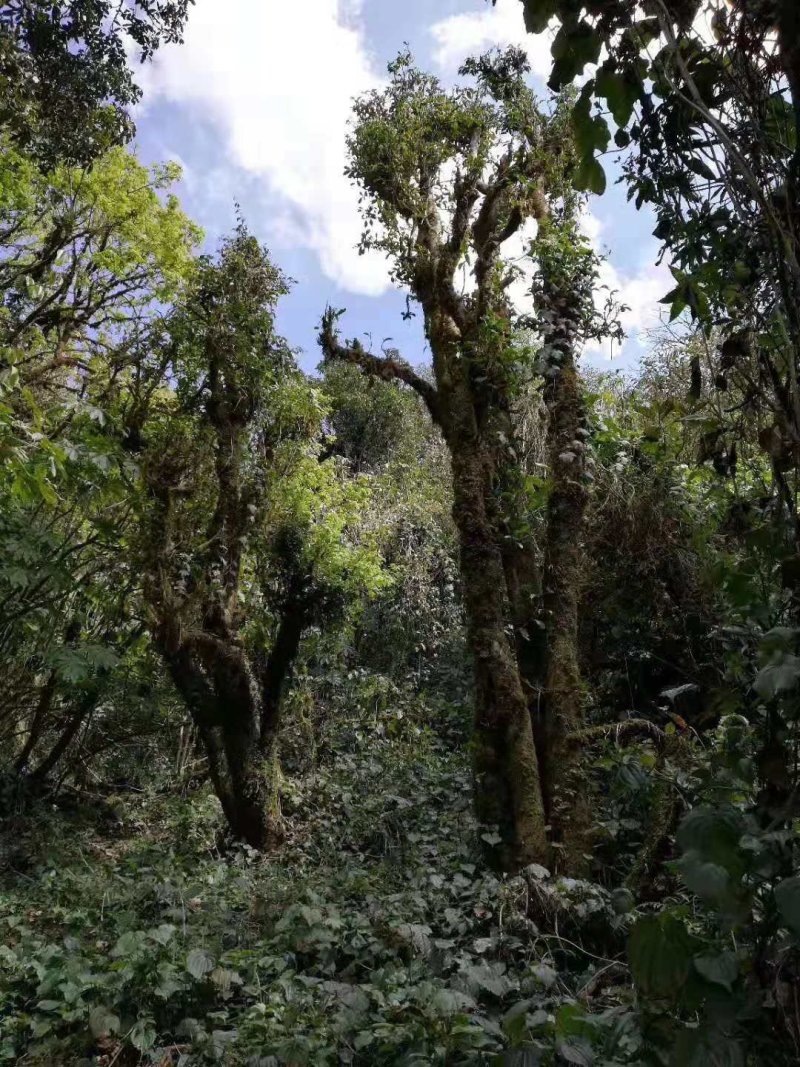 【优质】普洱茶正宗古树茶一手货源量大从优欢迎咨询