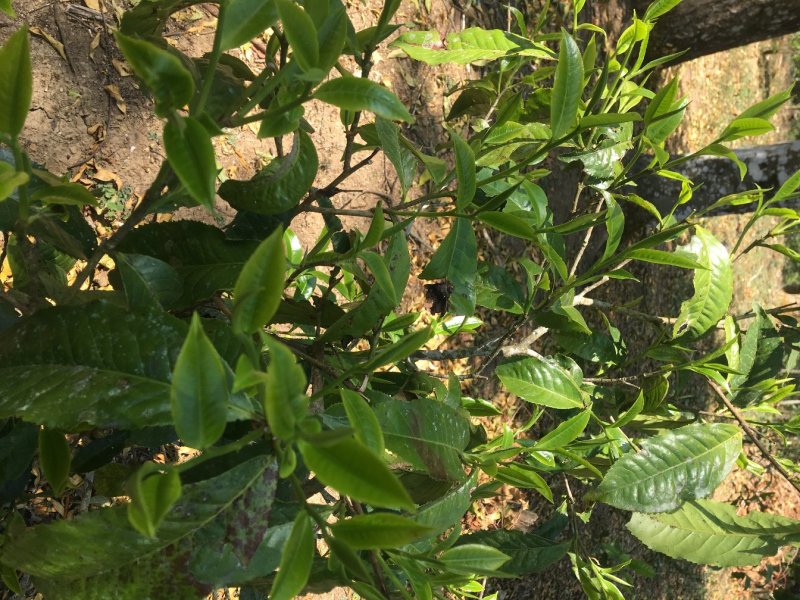 【优质】普洱茶正宗古树茶一手货源量大从优欢迎咨询