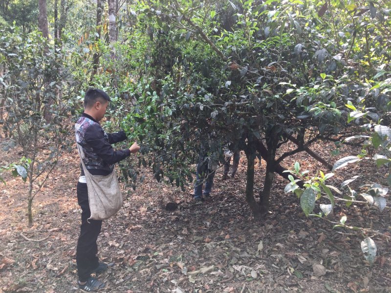 【优质】普洱茶正宗古树茶一手货源量大从优欢迎咨询