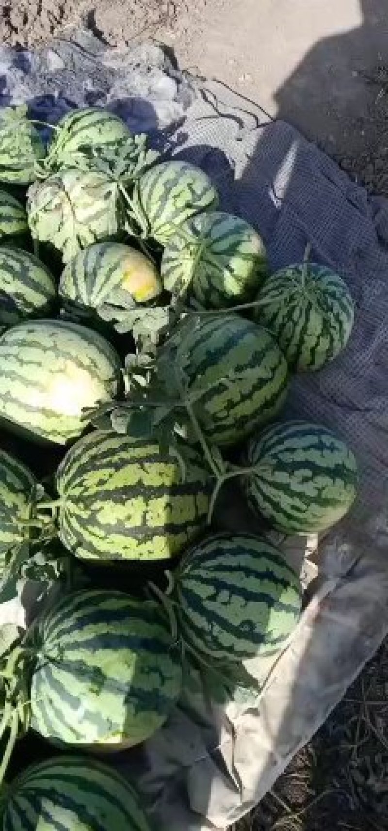 万亩优质大棚，头茬，精品8424，西瓜，