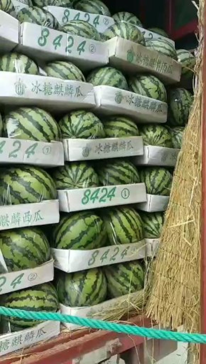 万亩优质大棚，头茬，精品8424，西瓜，