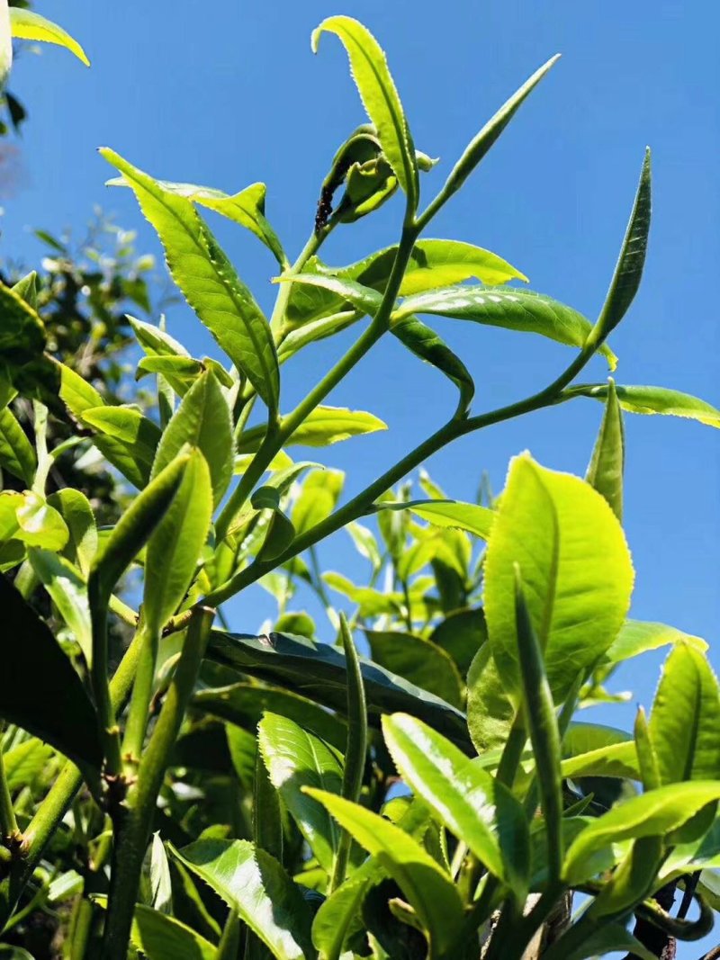 【热卖】普洱茶云南正宗古树茶自产自销可视频看货