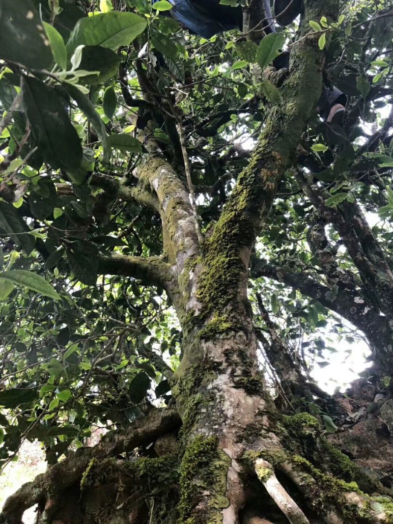 【热卖】普洱茶云南正宗古树茶自产自销可视频看货