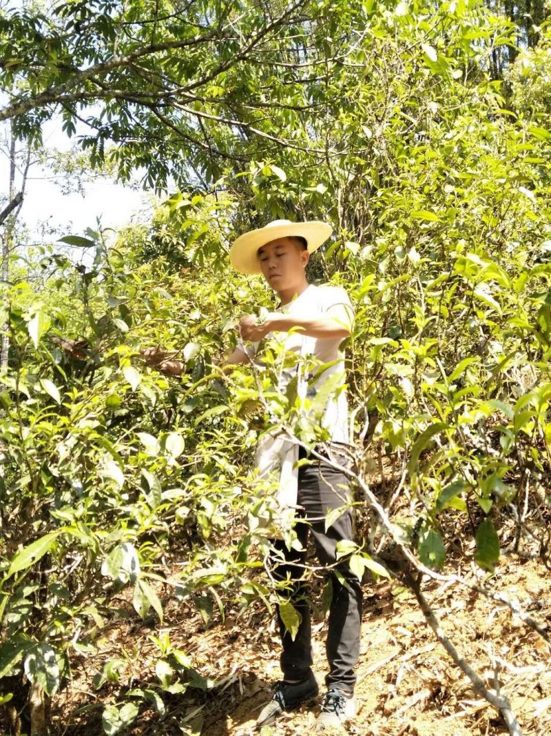 【热卖】普洱茶云南正宗古树茶自产自销可视频看货