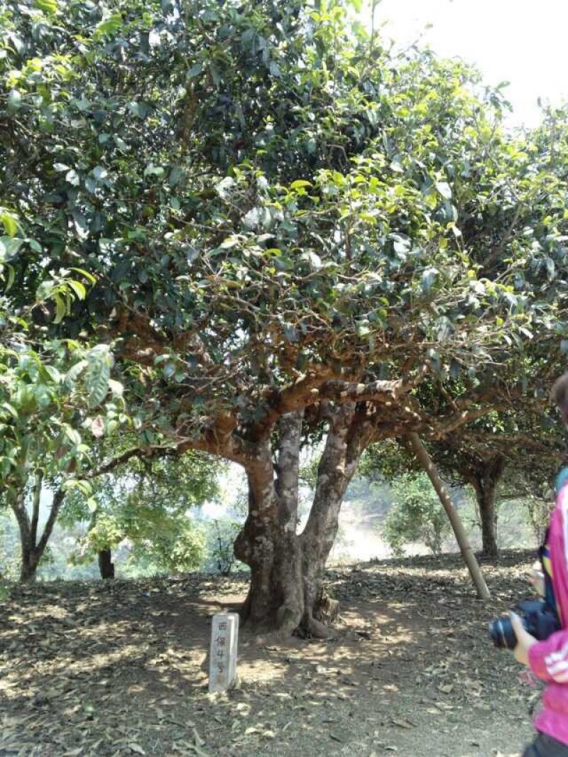 【普洱茶】云南正宗古树茶口感醇香品质保证量大从优
