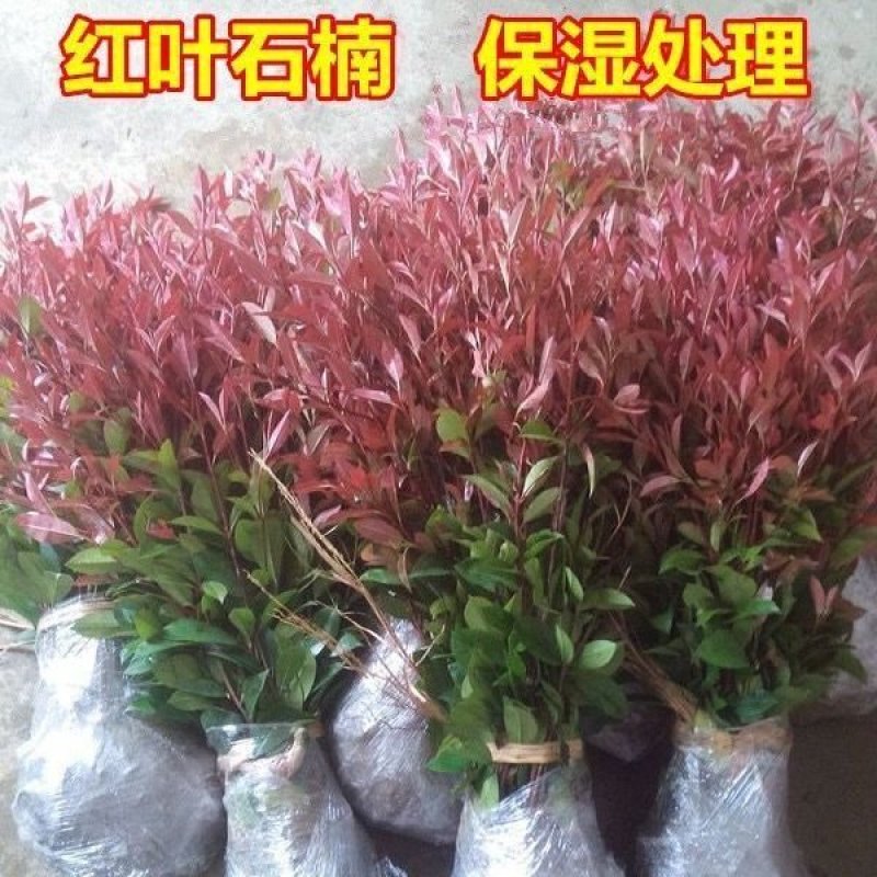 红叶石楠苗，石榴球庭院别墅篱笆景观包邮