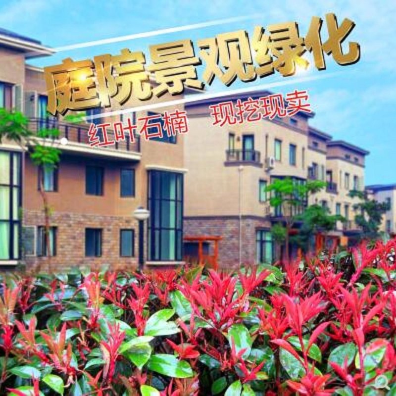 红叶石楠苗，石榴球庭院别墅篱笆景观包邮