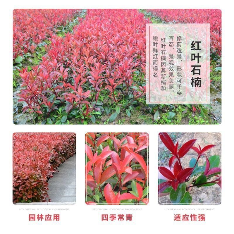 红叶石楠苗，石榴球庭院别墅篱笆景观包邮