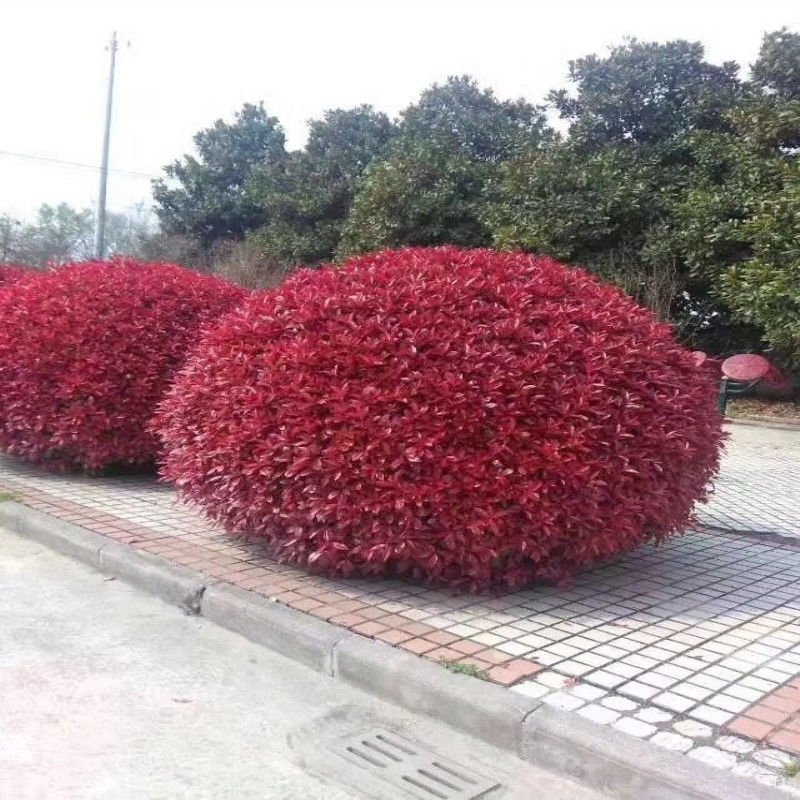 红叶石楠苗，石榴球庭院别墅篱笆景观包邮