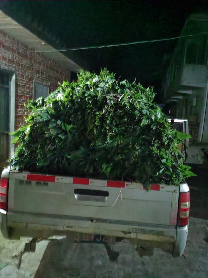 新鲜天然粽叶