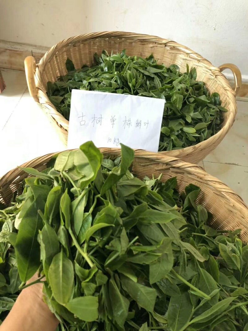 【茶叶】普洱茶云南普洱班章厂家直发品质保证