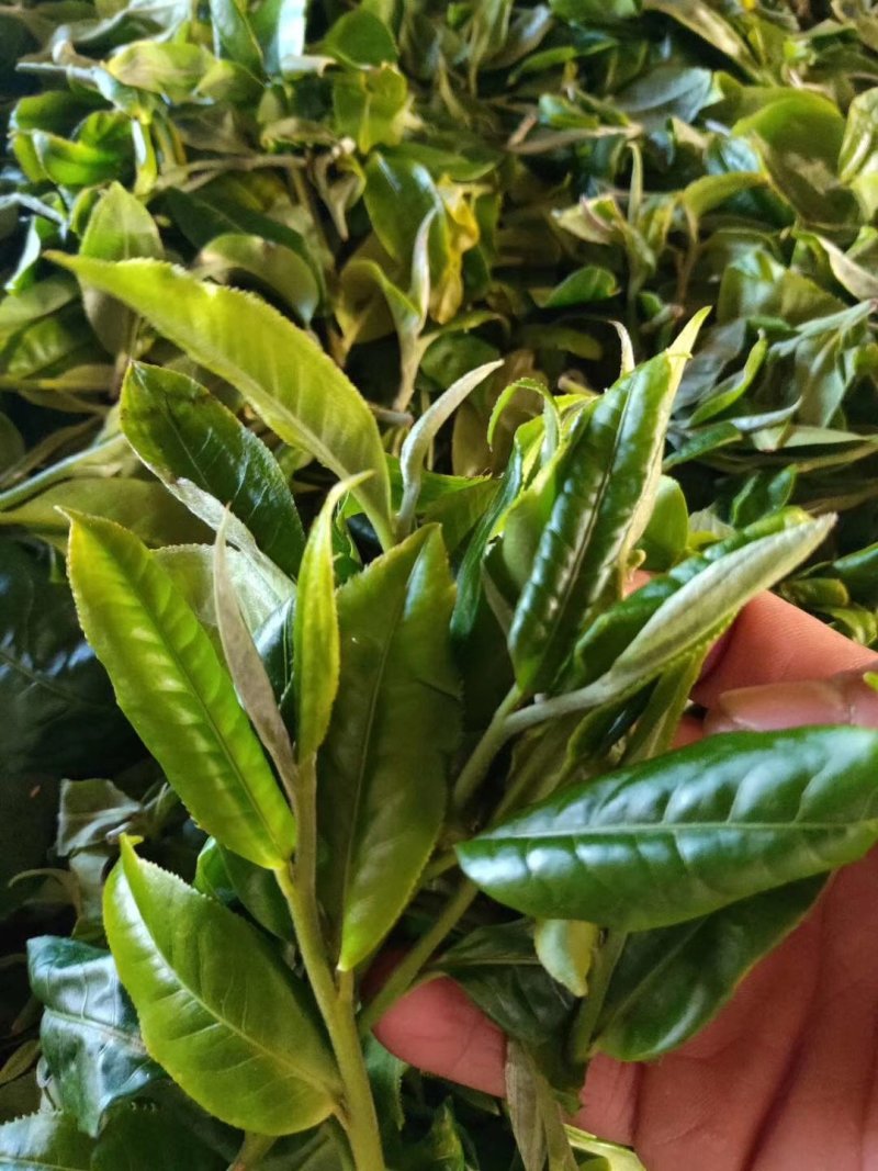 【茶叶】普洱茶云南普洱班章厂家直发品质保证