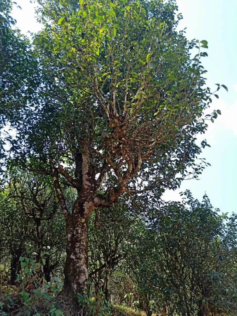 【茶叶】普洱茶云南普洱班章厂家直发品质保证