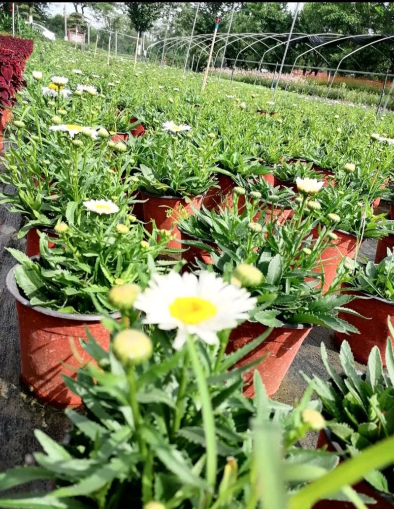 供应大花滨菊带花杯苗，苗子壮实，苗型好，基地直供