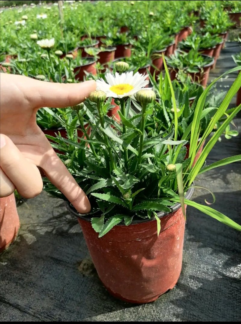 供应大花滨菊带花杯苗，苗子壮实，苗型好，基地直供