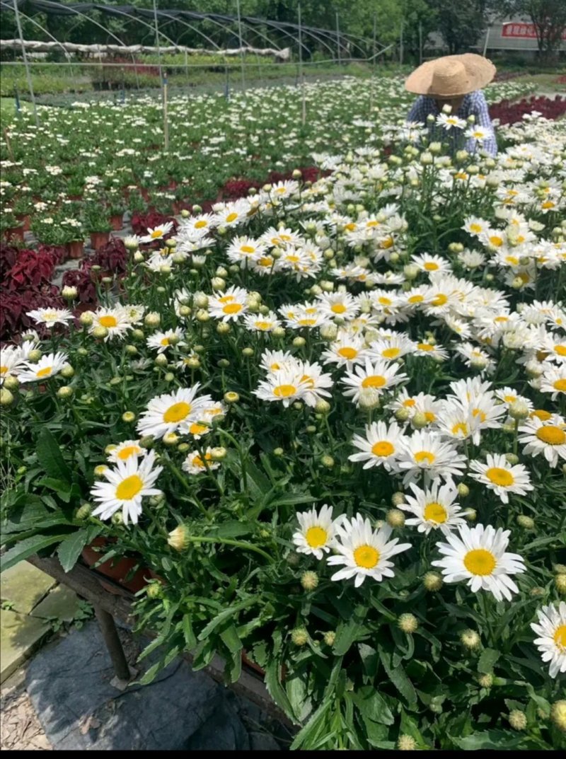 供应大花滨菊带花杯苗，苗子壮实，苗型好，基地直供