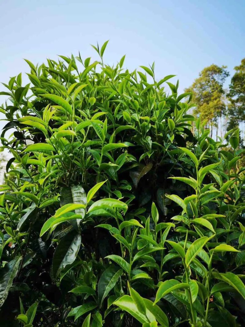 【普洱茶】正宗古树茶一手货源口感香醇量大从优