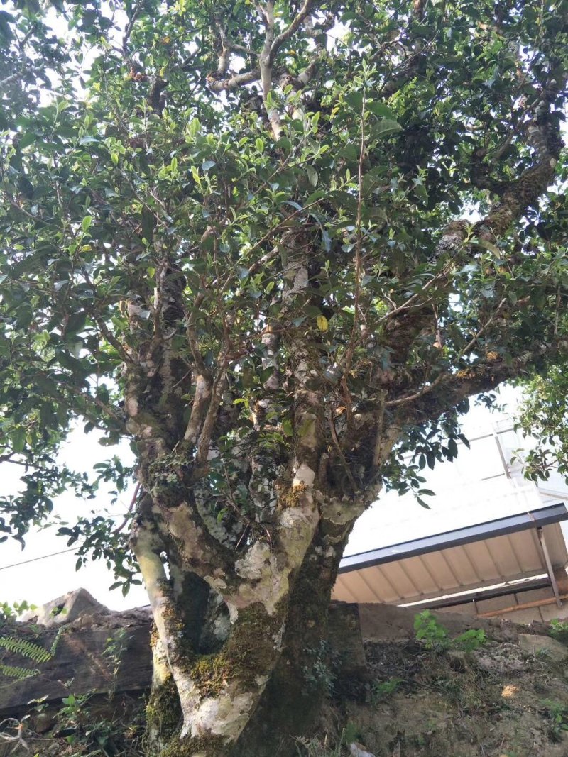 【普洱茶】正宗古树茶一手货源口感香醇量大从优