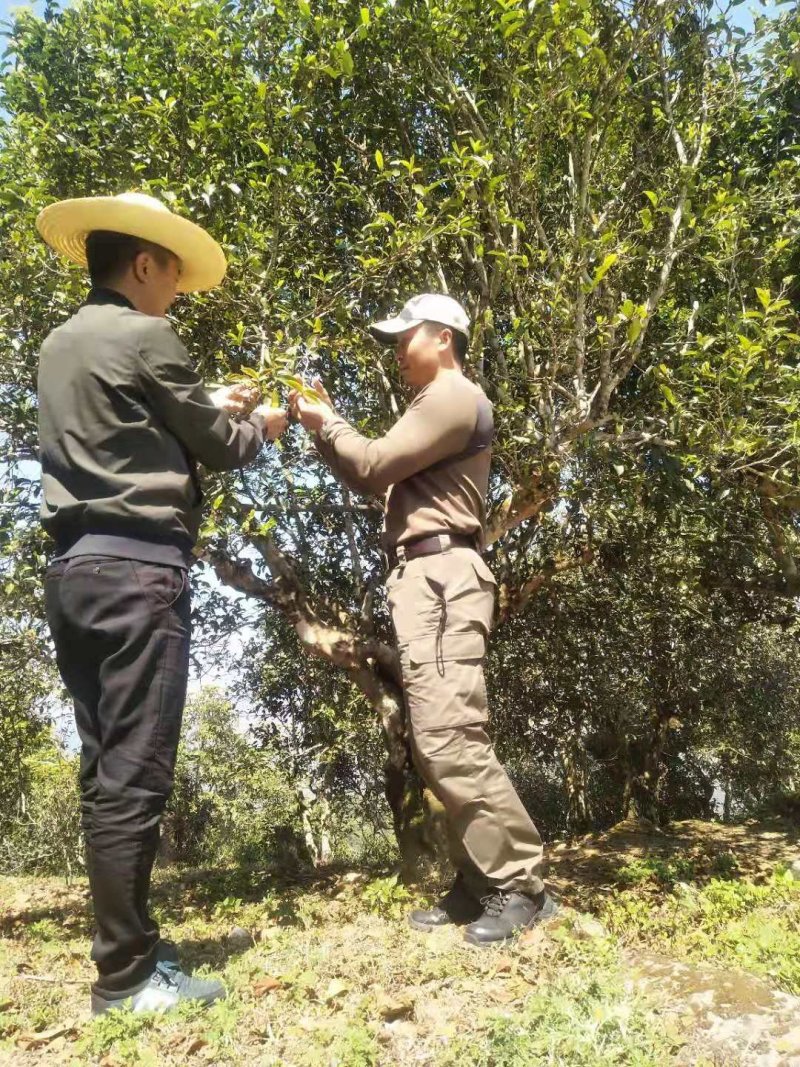 【普洱茶】正宗古树茶一手货源口感香醇量大从优