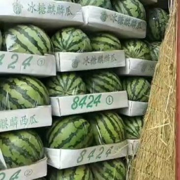 万亩优质大棚精品美都西瓜，大棚头茬，无籽西瓜，