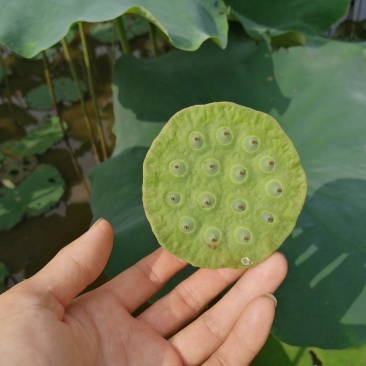 新鲜莲子莲蓬