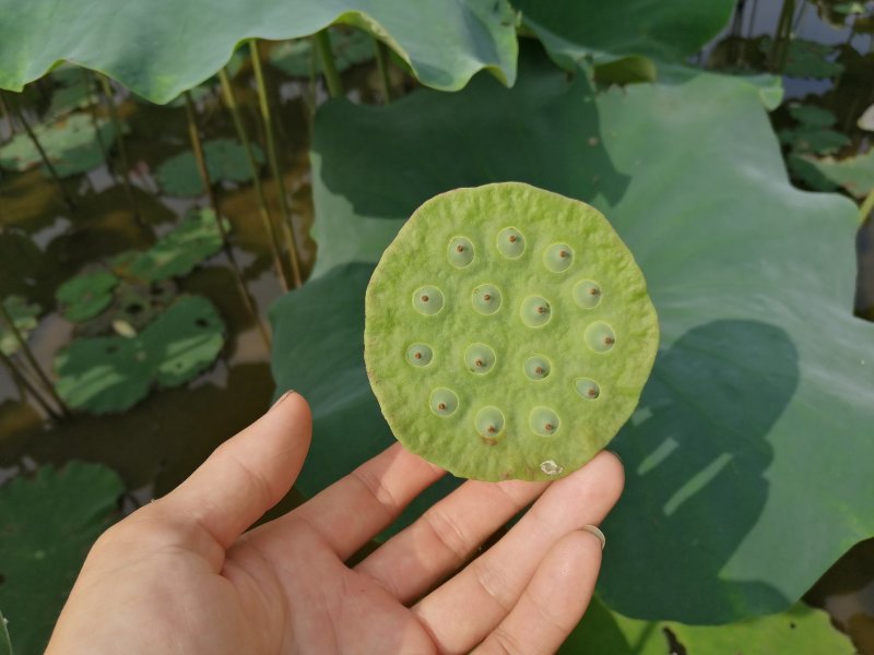 新鲜莲子莲蓬