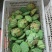 新鲜莲子莲蓬