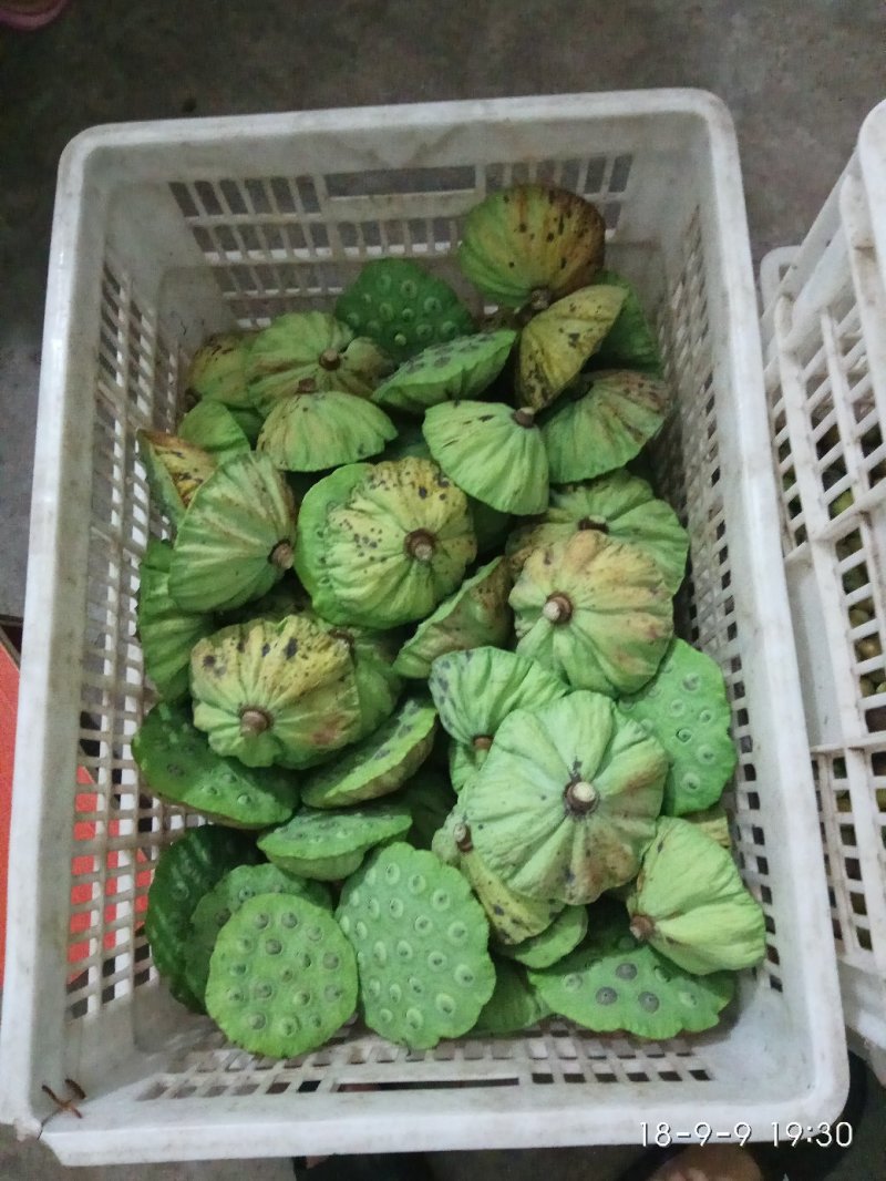 新鲜莲子莲蓬