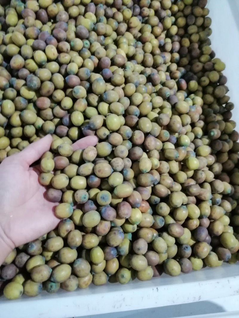 新鲜莲子莲蓬