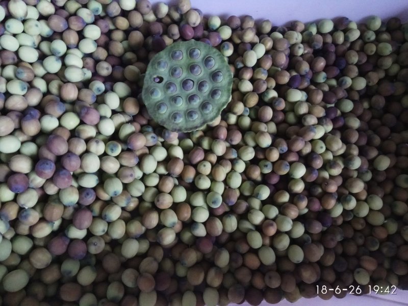 新鲜莲子莲蓬