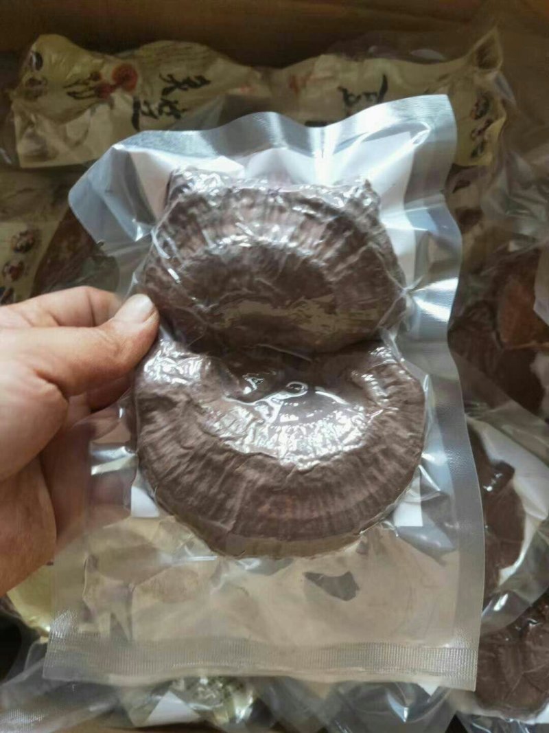 山东灵芝菌种冠县灵芝菌种优质灵芝菌种
